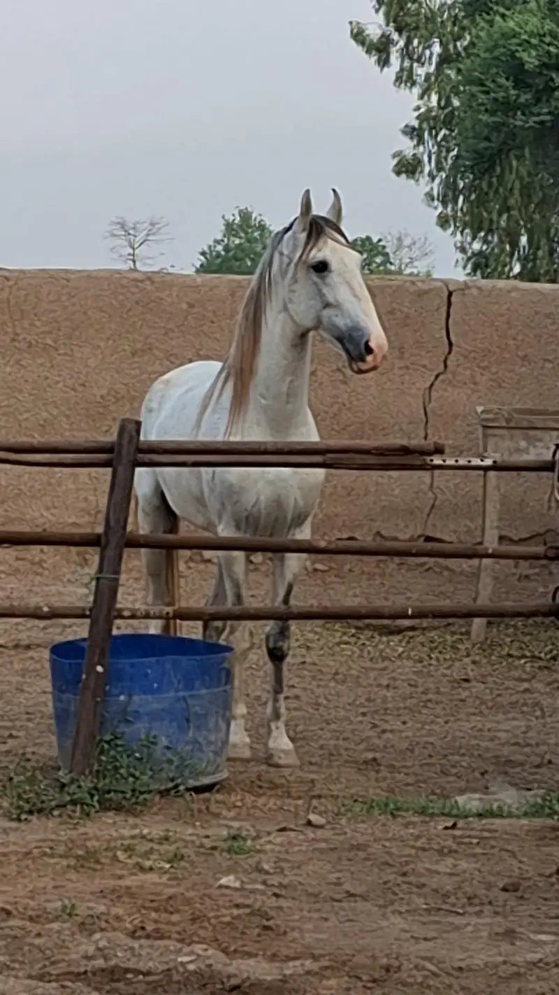 ساواہ نیزہ باز اسیل شریف گھوڑا۔03457481055 — photo 3