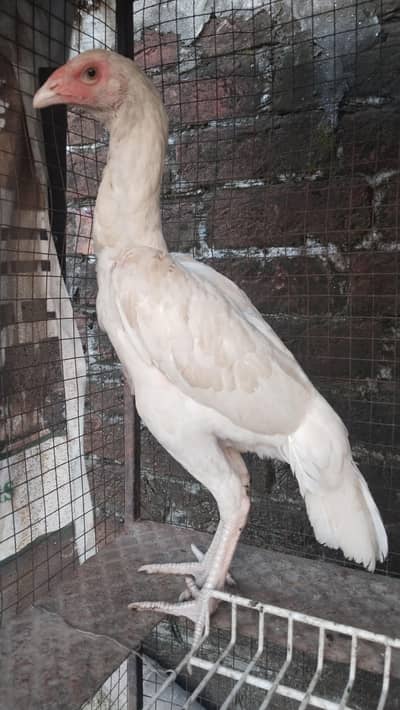 pepar white