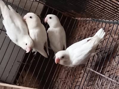 4×600=2400 . lovebirds . watsap number 03330031118