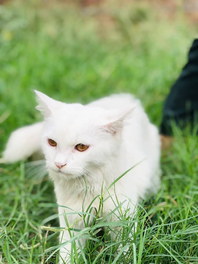 persian cat 0