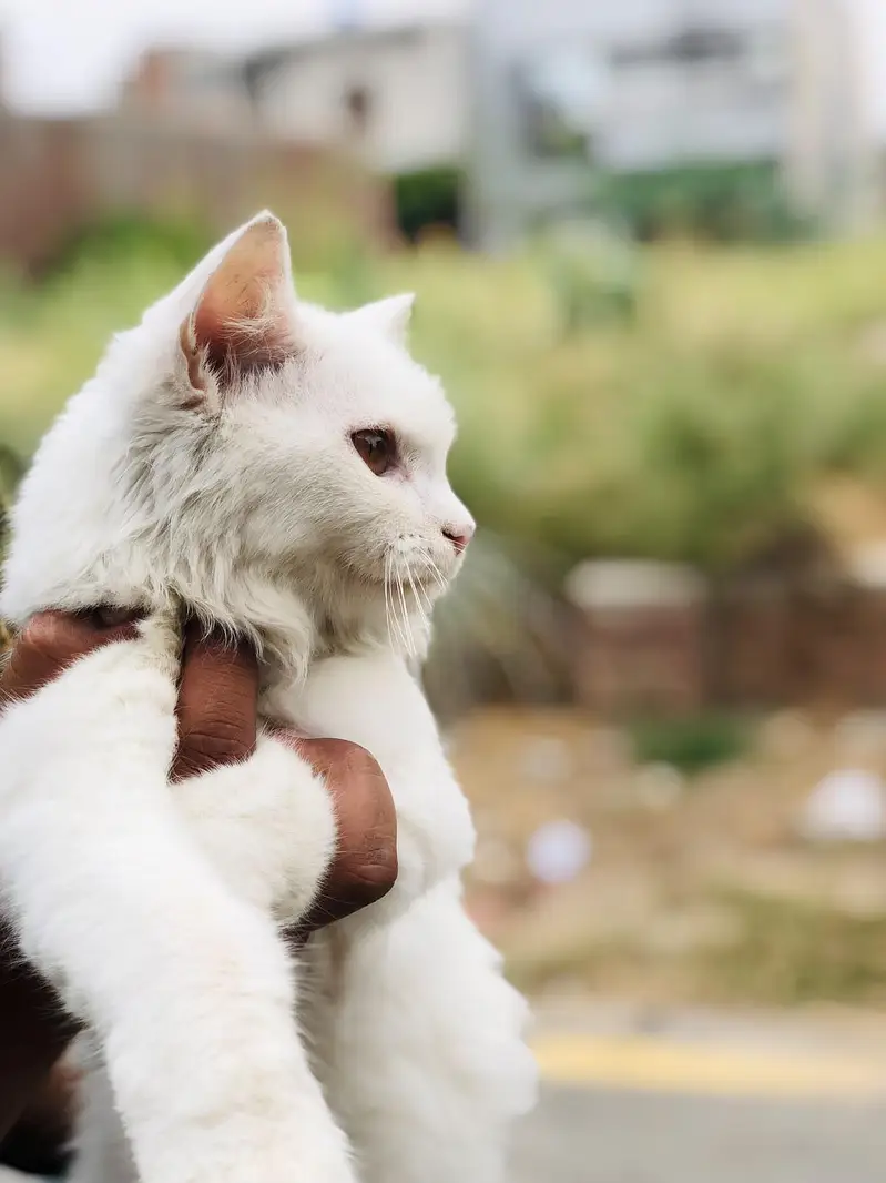 persian cat — photo 2