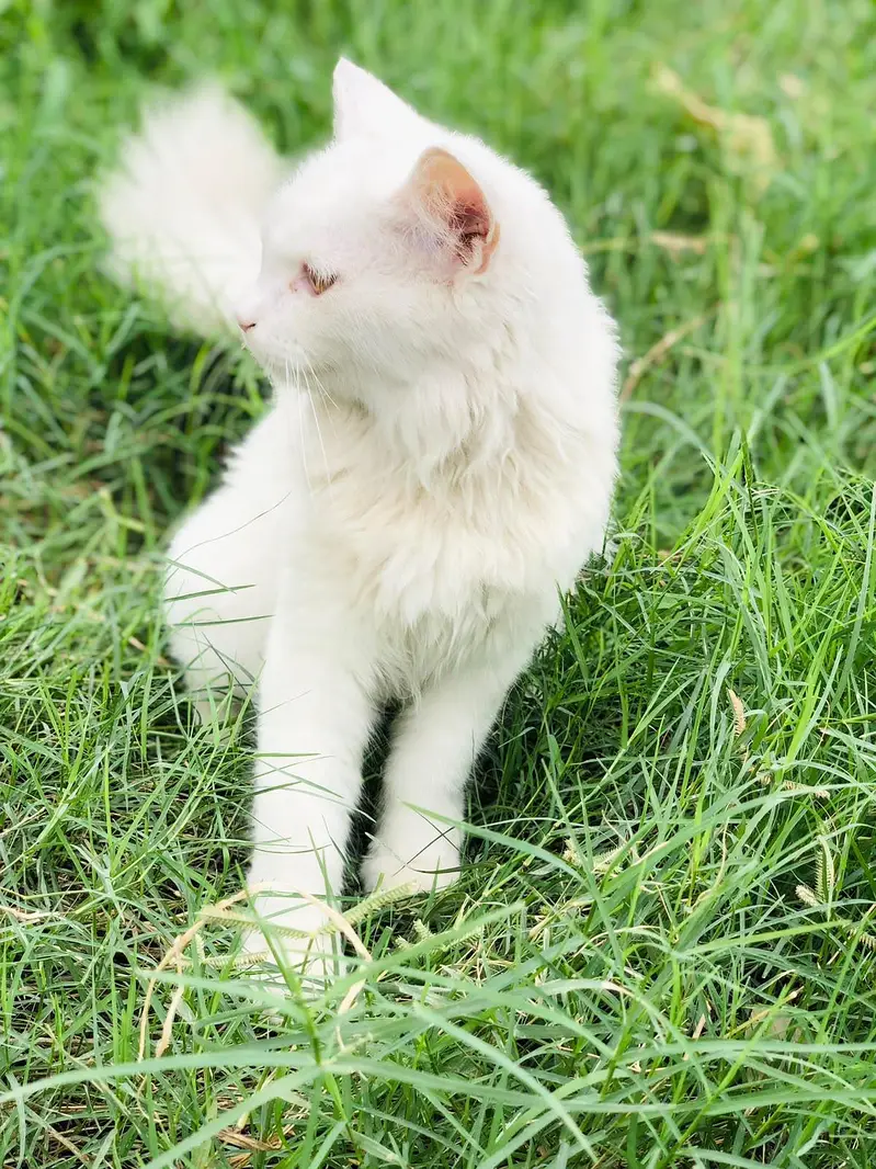 persian cat — photo 4