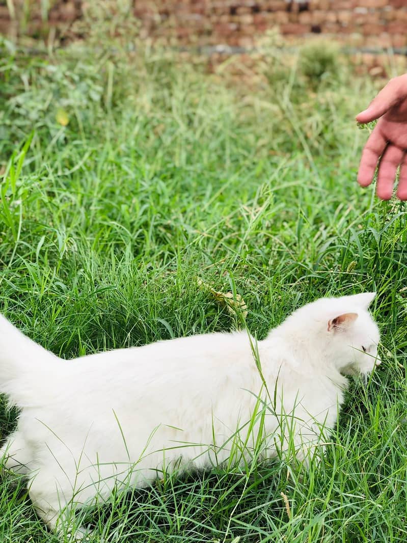 persian cat 4