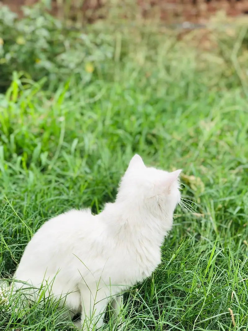persian cat — photo 6