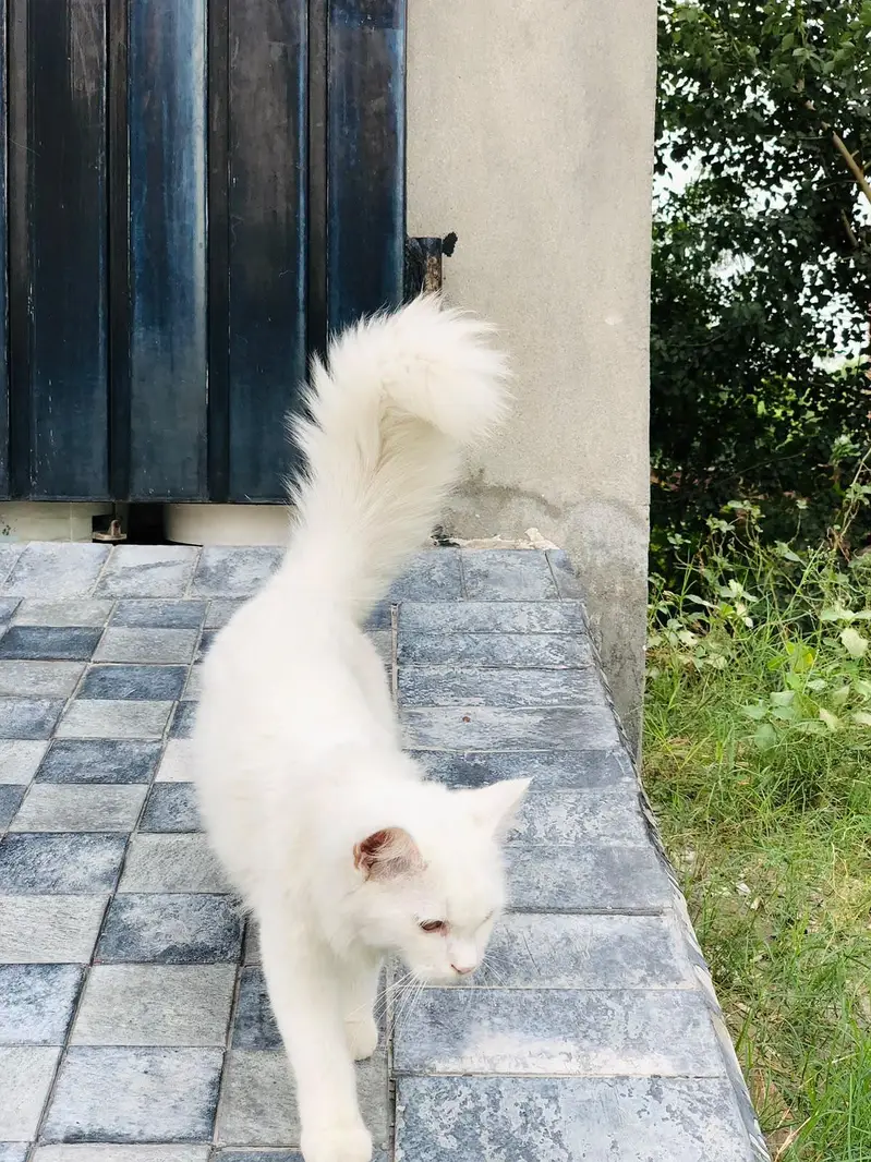 persian cat — photo 9