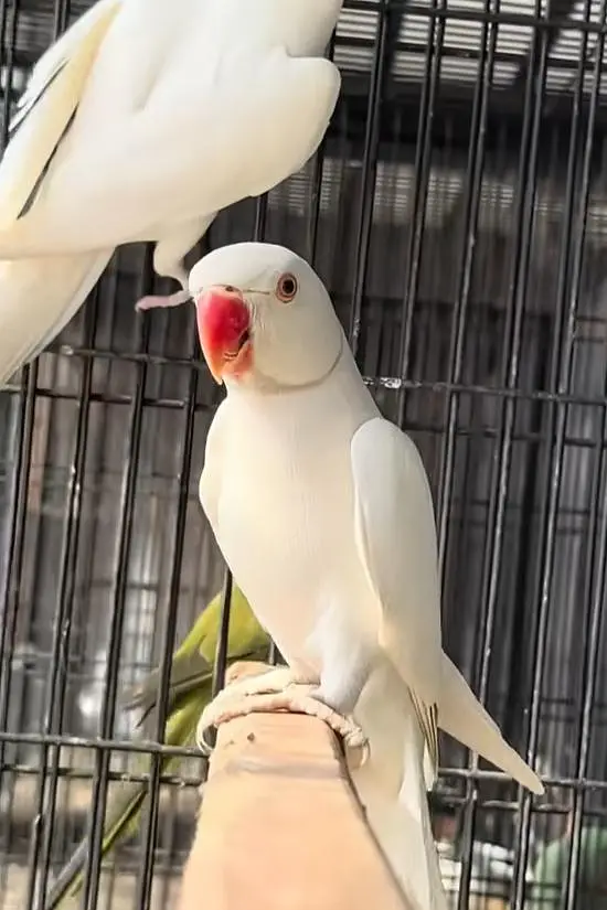 parrot with cage — photo 2