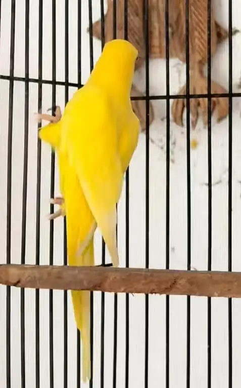 parrot with cage — photo 3