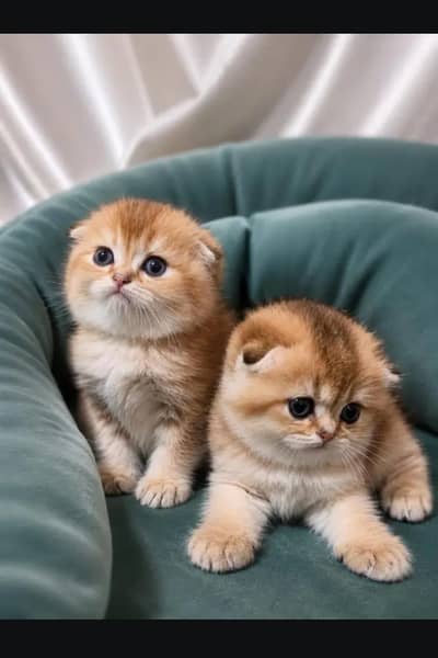 Scottish fold kittin for sell. 0313 4935014