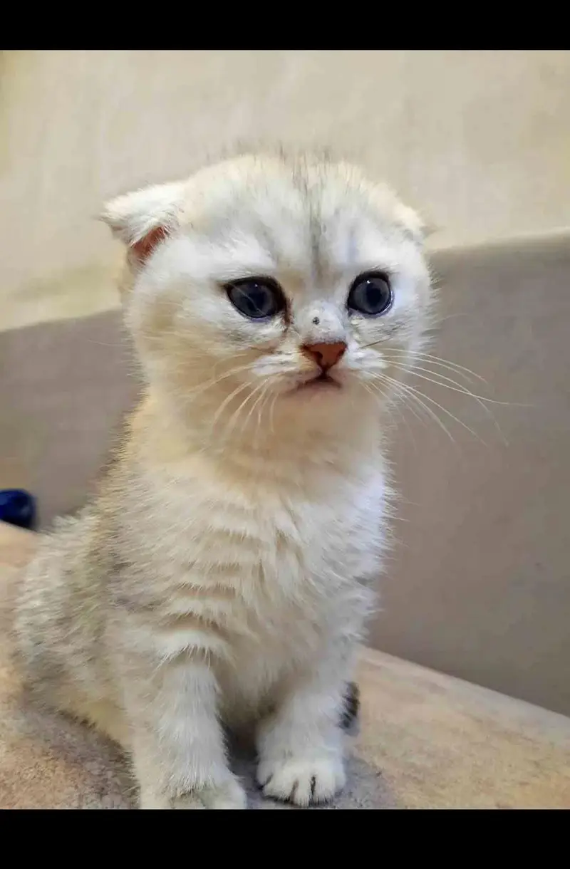 Scottish fold kittin for sell. 0313 4935014 — photo 2