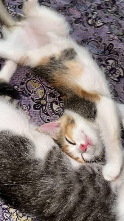 2 Kittens for sale