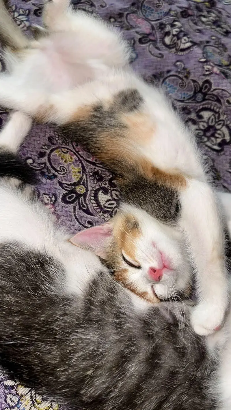 2 Kittens for sale
