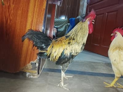 hens sells