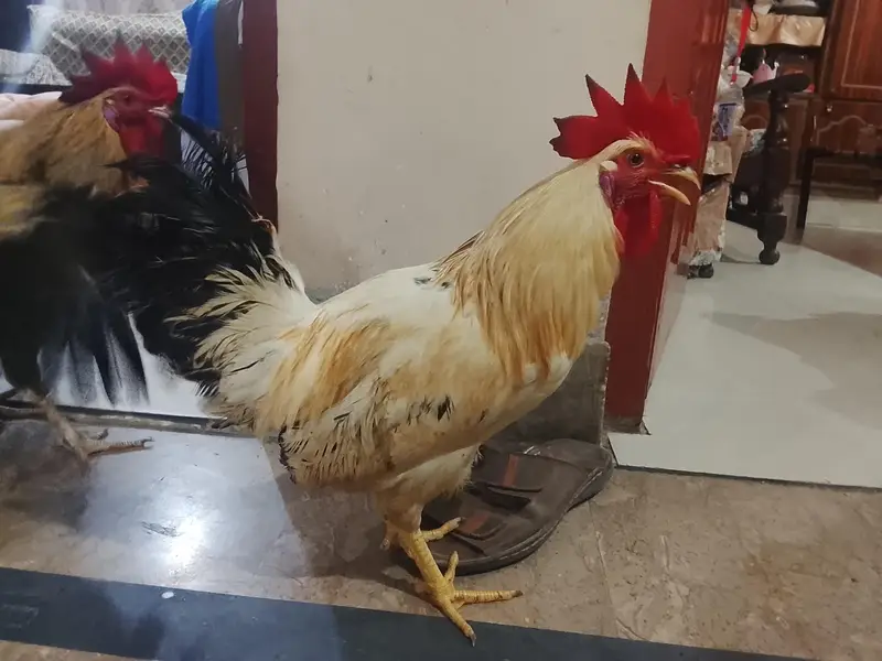 hens sells — photo 2