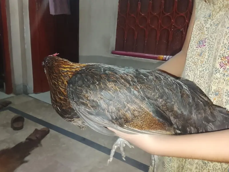 hens sells — photo 3