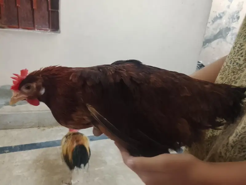 hens sells — photo 4