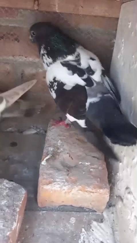 pishori pair 1