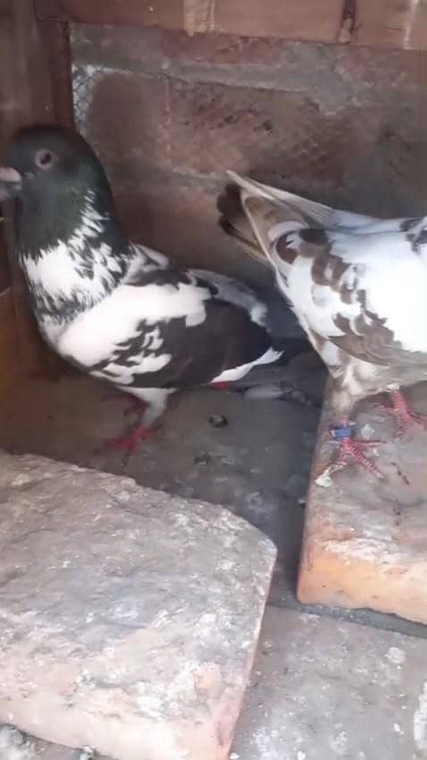 pishori pair 2