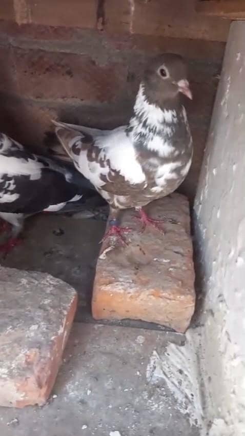 pishori pair 3