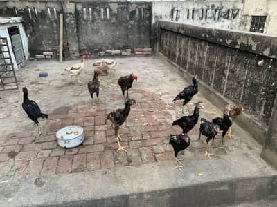 Pure Thai chicks or penus chicks for sale 100original thai
