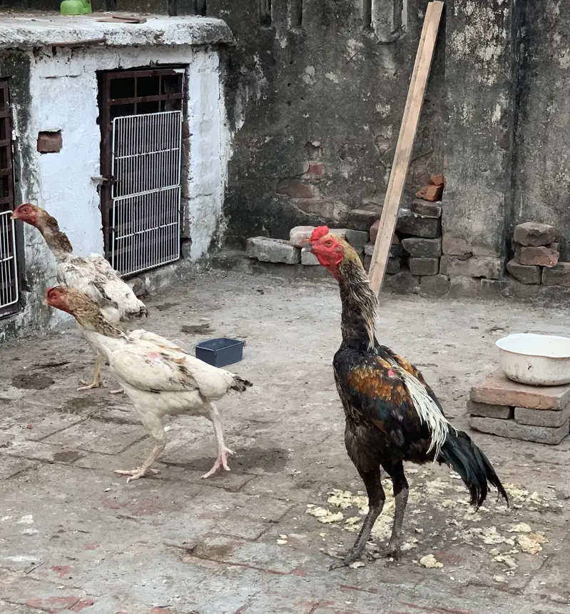 Pure Thai chicks or penus chicks for sale 100original thai — photo 2