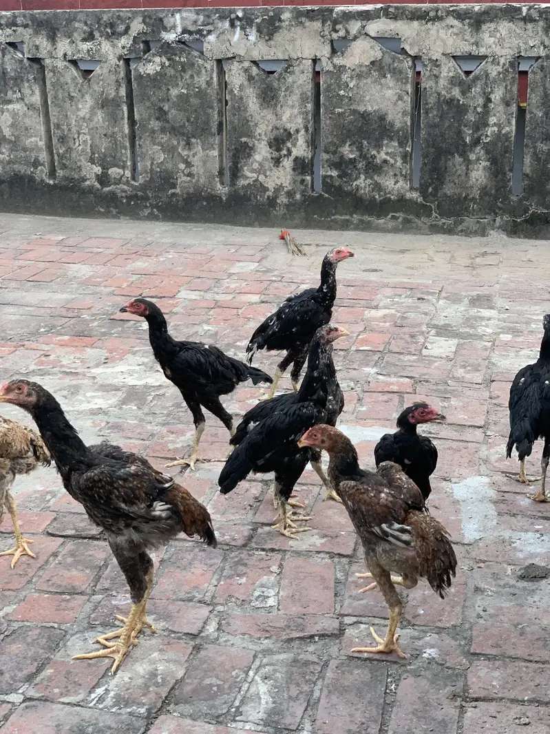 Pure Thai chicks or penus chicks for sale 100original thai — photo 3
