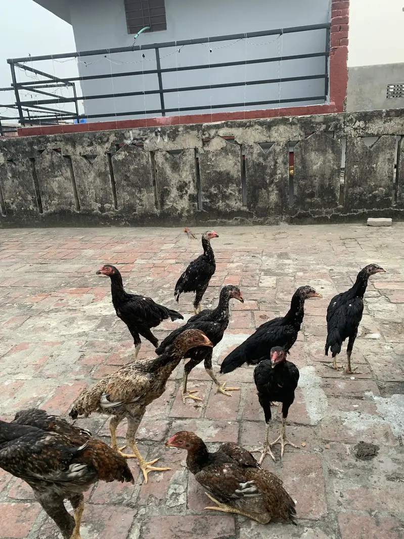 Pure Thai chicks or penus chicks for sale 100original thai — photo 4
