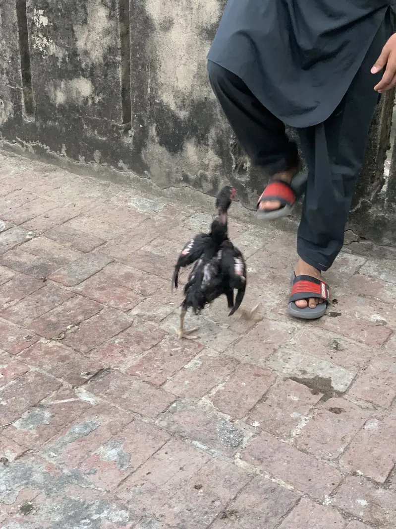 Pure Thai chicks or penus chicks for sale 100original thai — photo 5