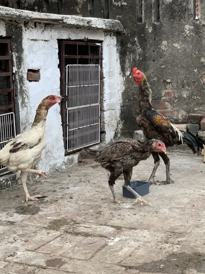 Pure Thai chicks or penus chicks for sale 100original thai — photo 6