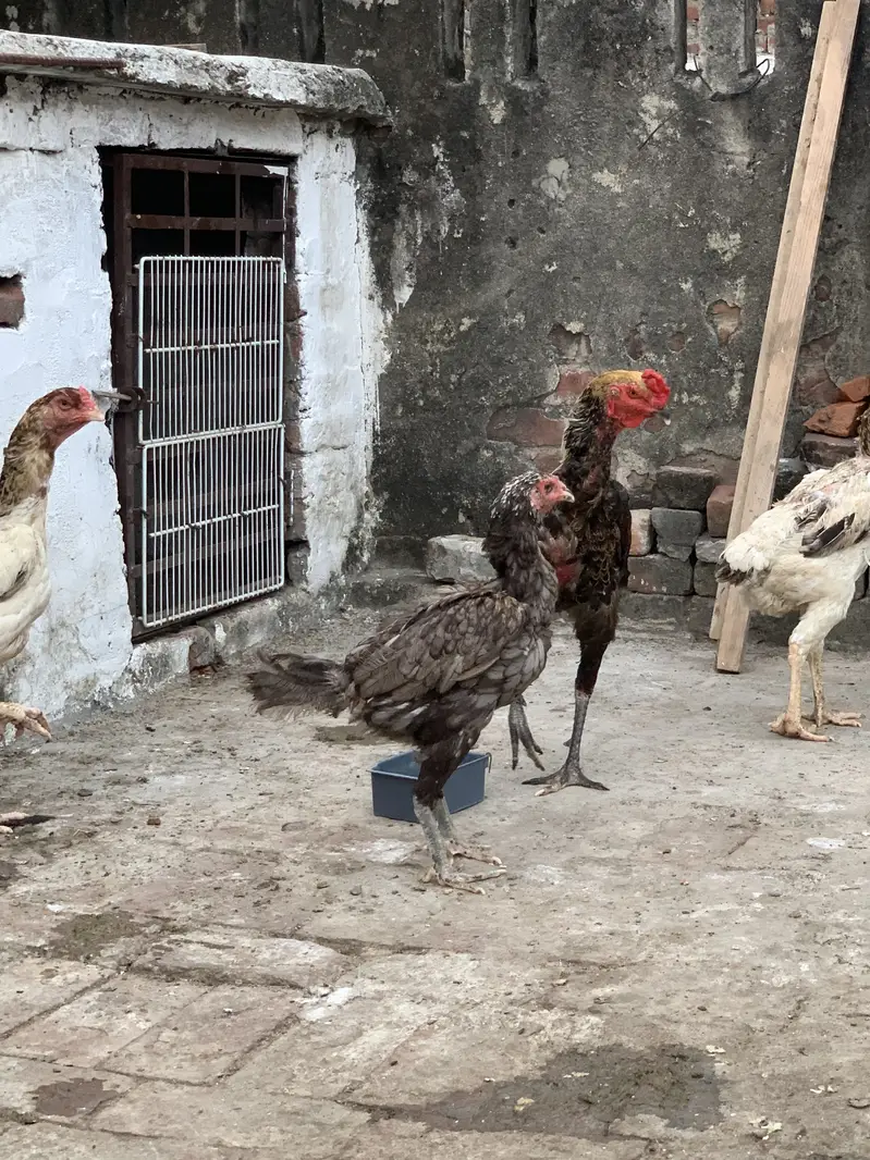 Pure Thai chicks or penus chicks for sale 100original thai — photo 7