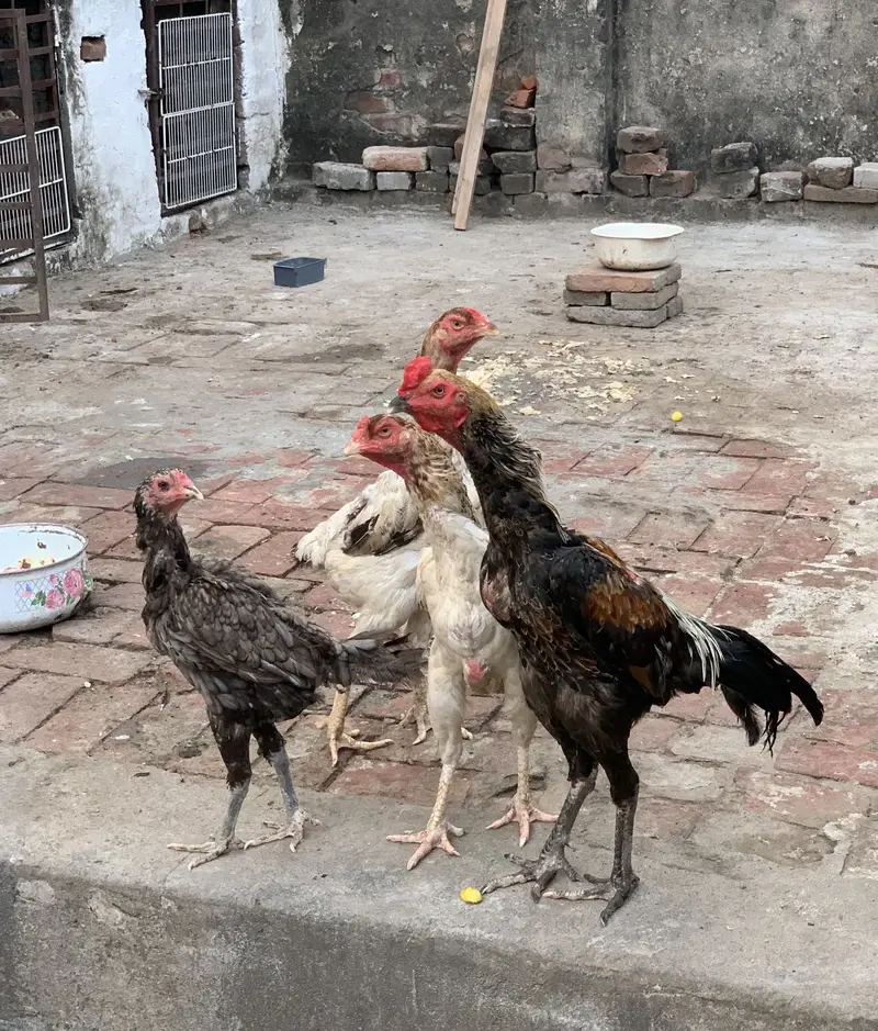 Pure Thai chicks or penus chicks for sale 100original thai — photo 8