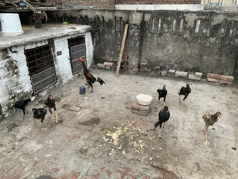 Pure Thai chicks or penus chicks for sale 100original thai — photo 9