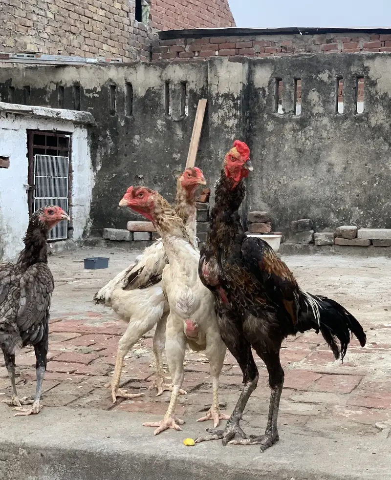 Pure Thai chicks or penus chicks for sale 100original thai — photo 11