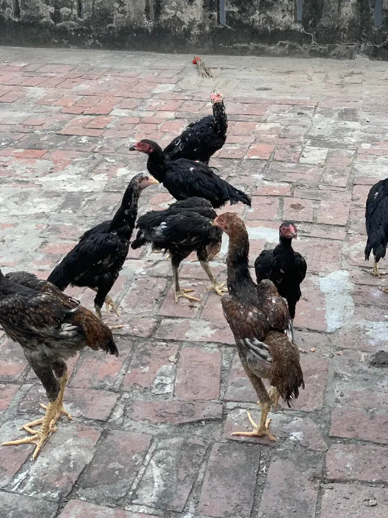 Pure Thai chicks or penus chicks for sale 100original thai — photo 12