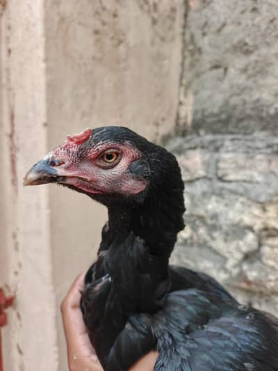pure aseel hens
