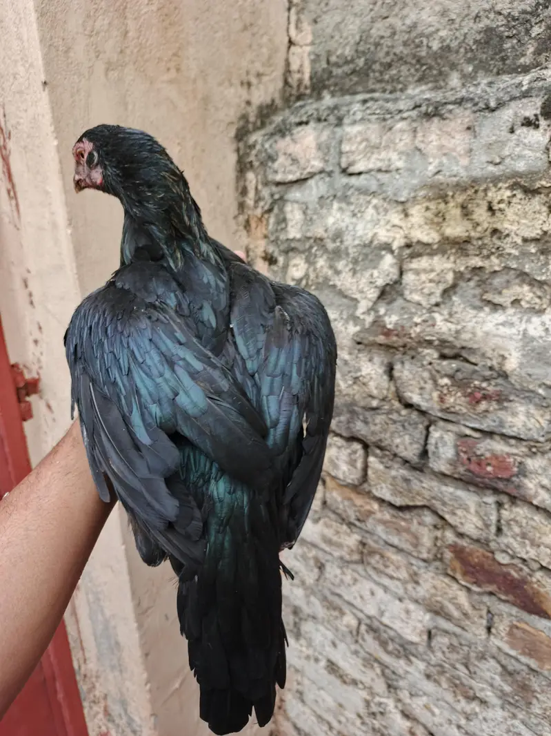 pure aseel hens — photo 2