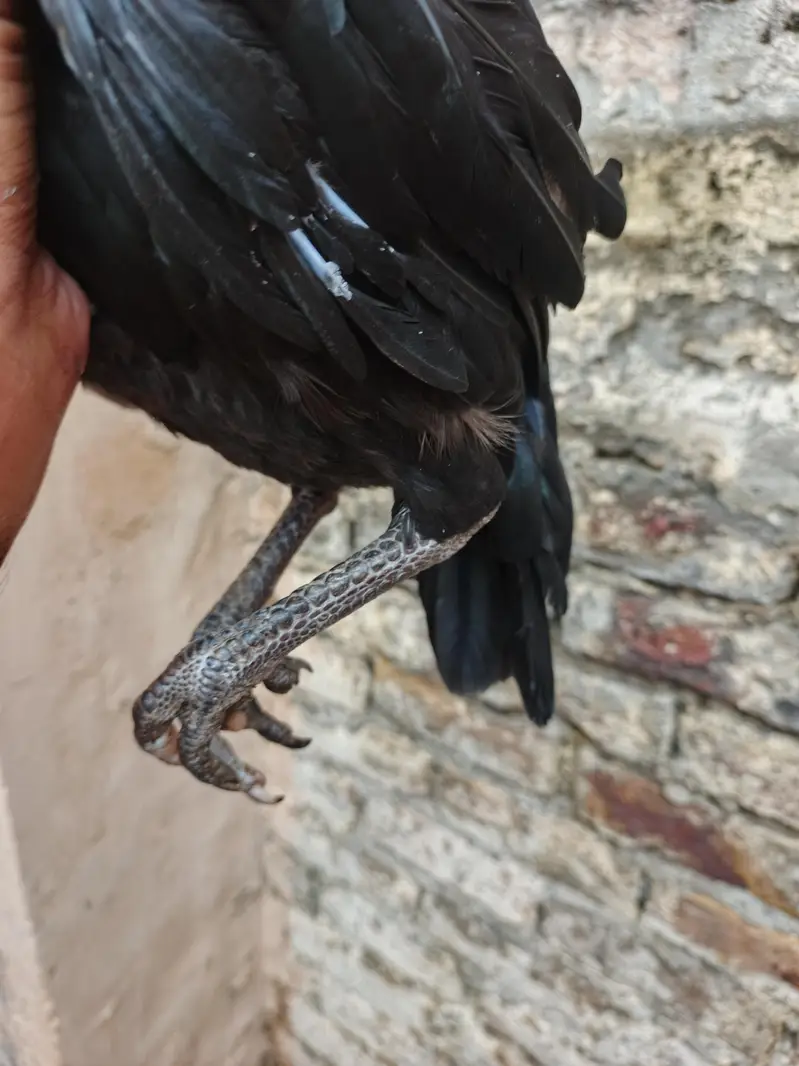 pure aseel hens — photo 3