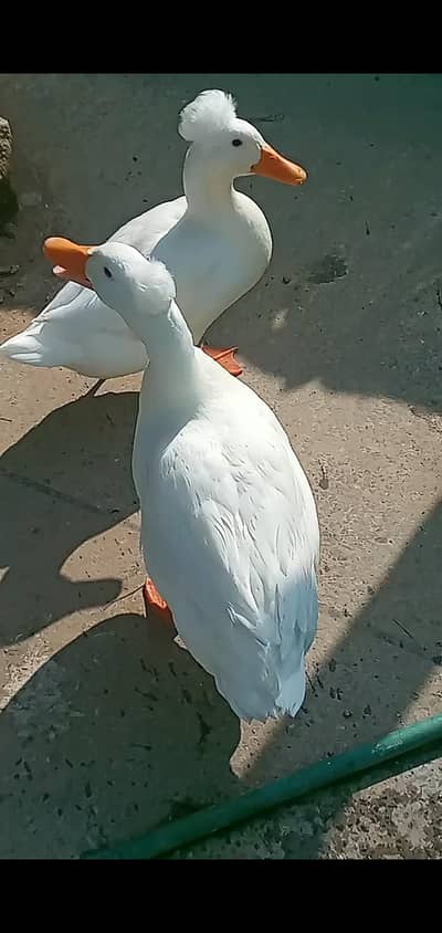 crested pair