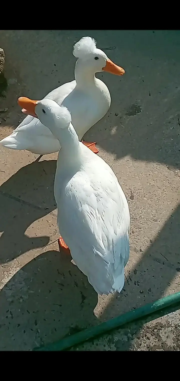 crested pair