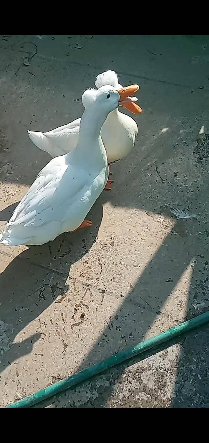 crested pair 1