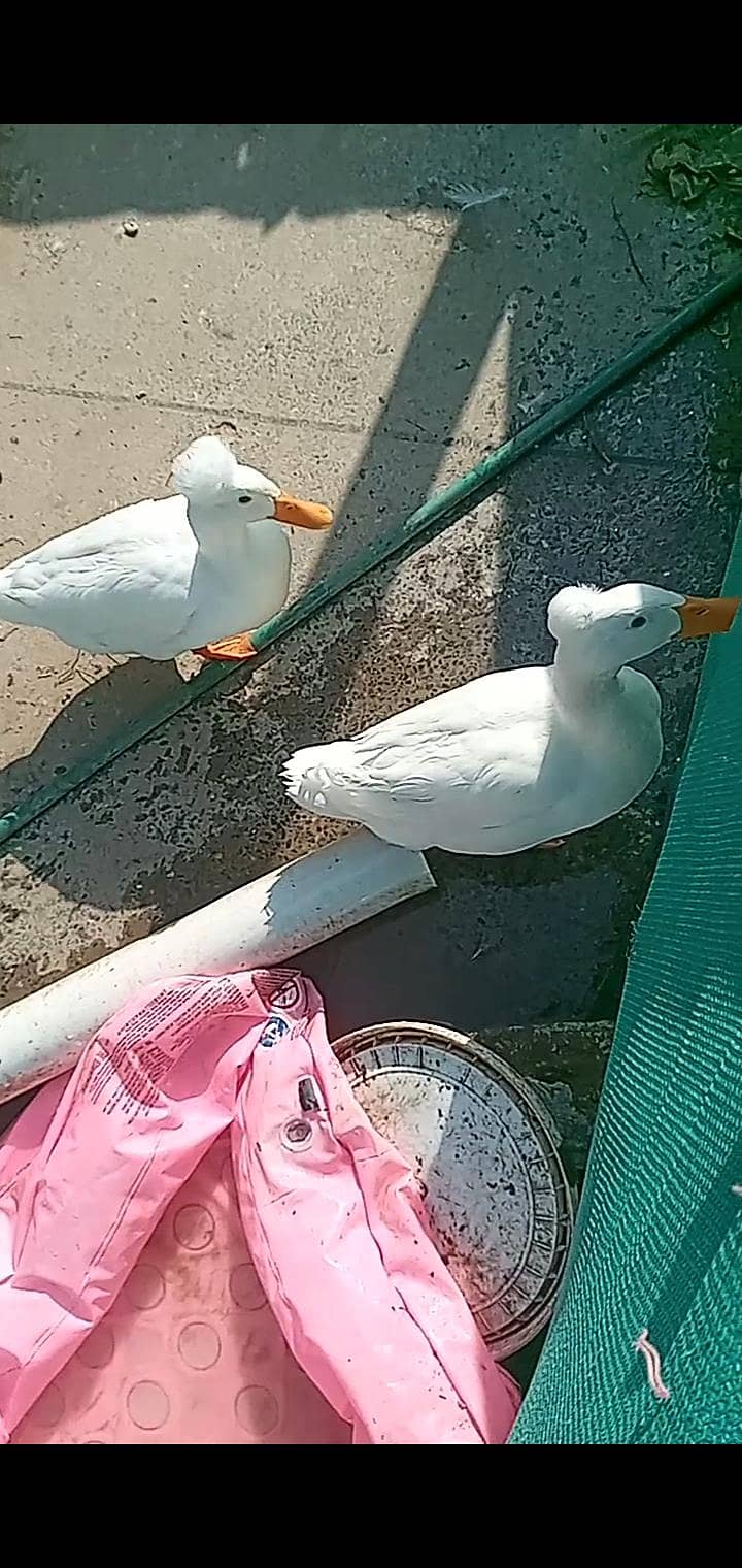 crested pair 2