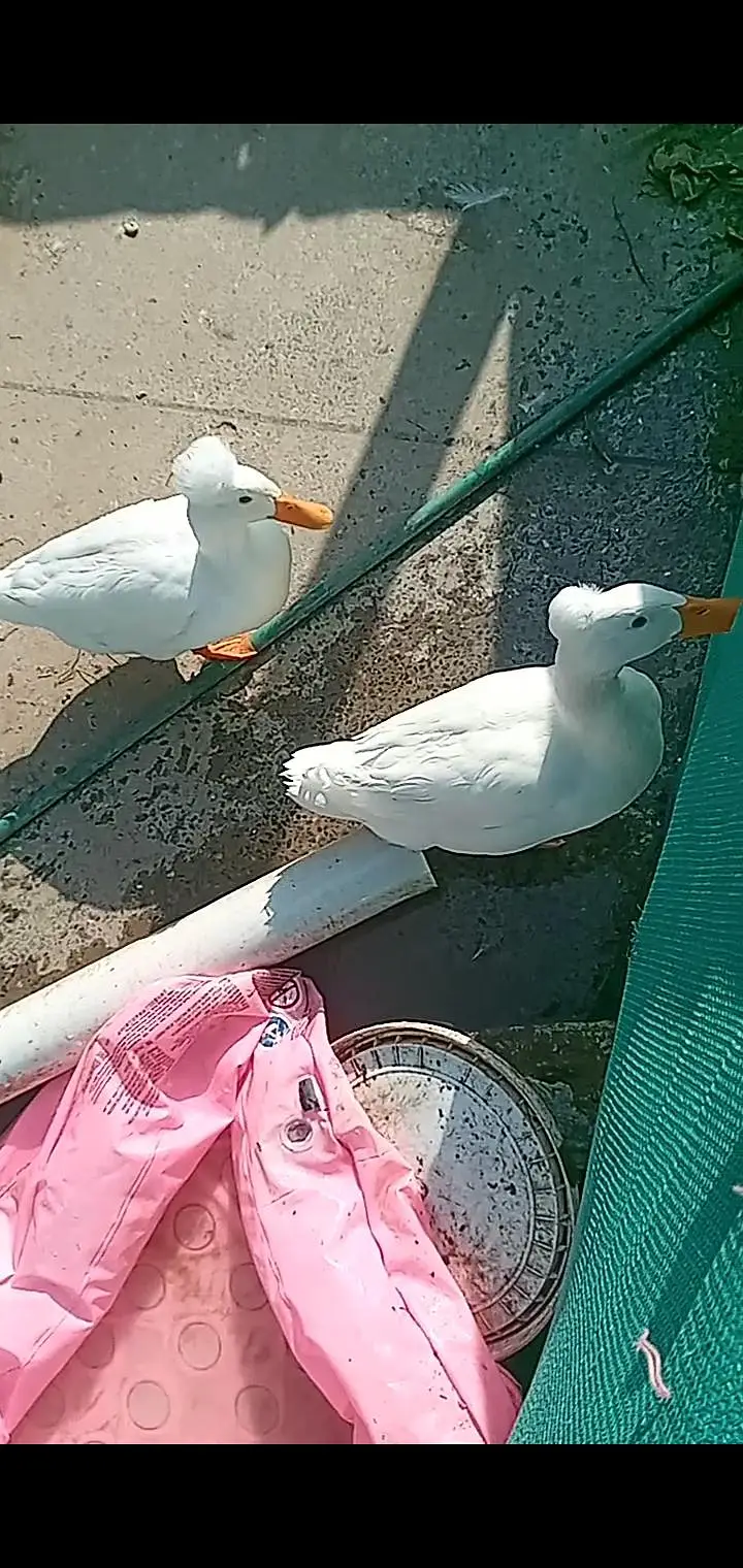 crested pair — photo 3