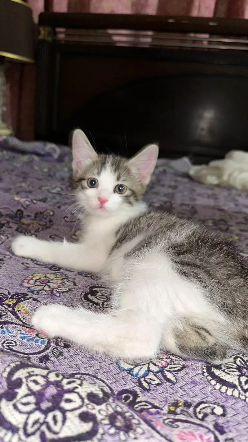 2 Kittens for sale — photo 2