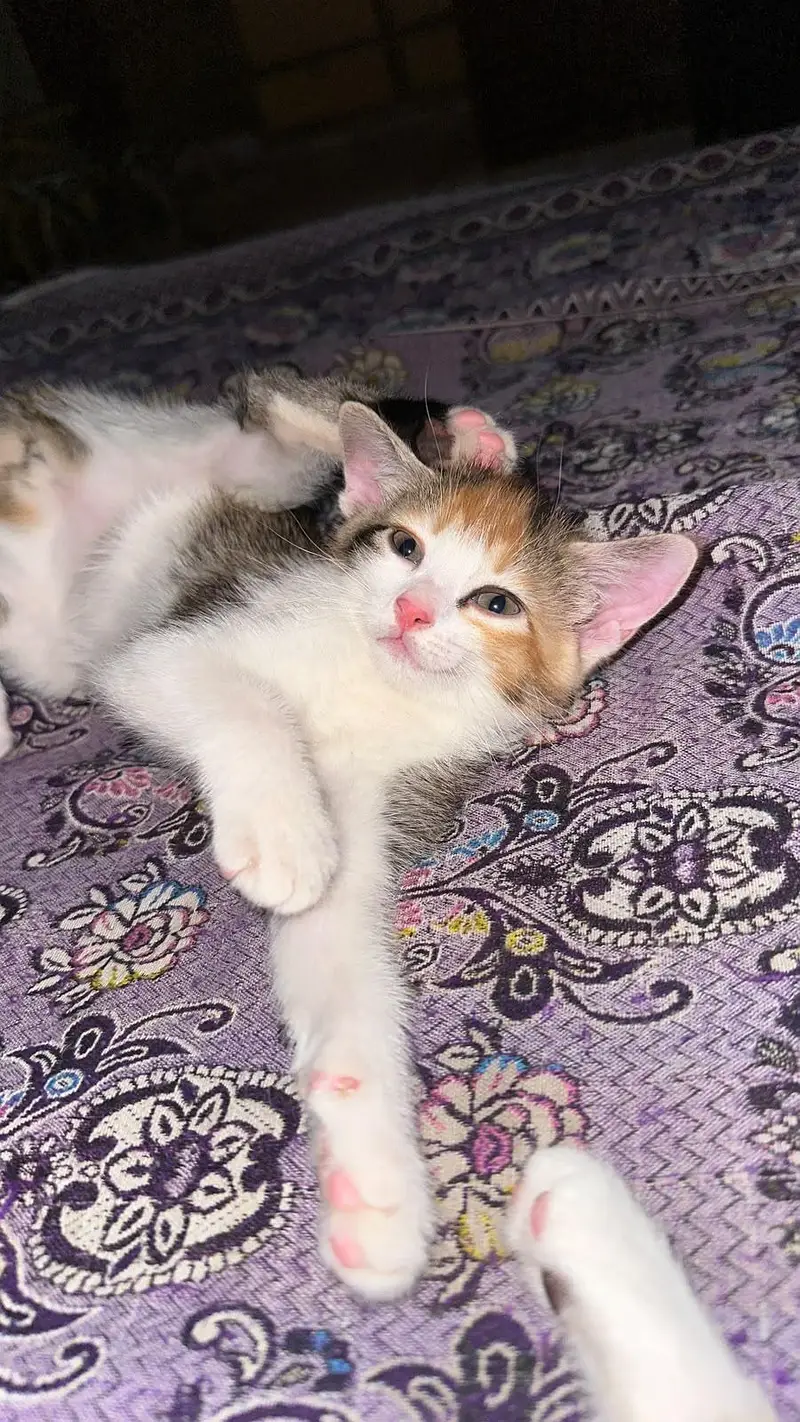 2 Kittens for sale — photo 3