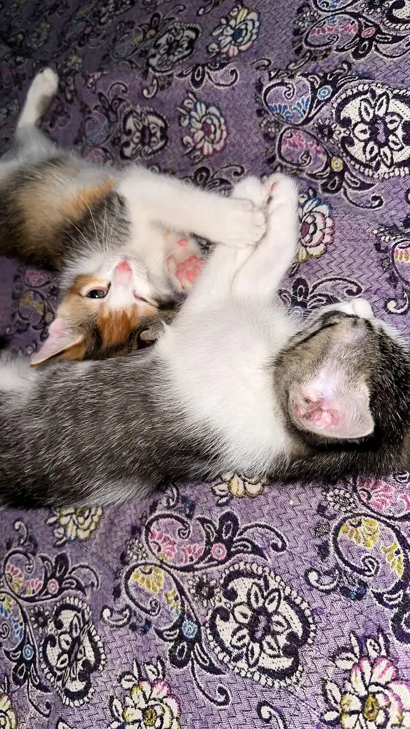 2 Kittens for sale — photo 4