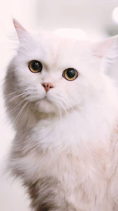 tripple coated Persian female cat
