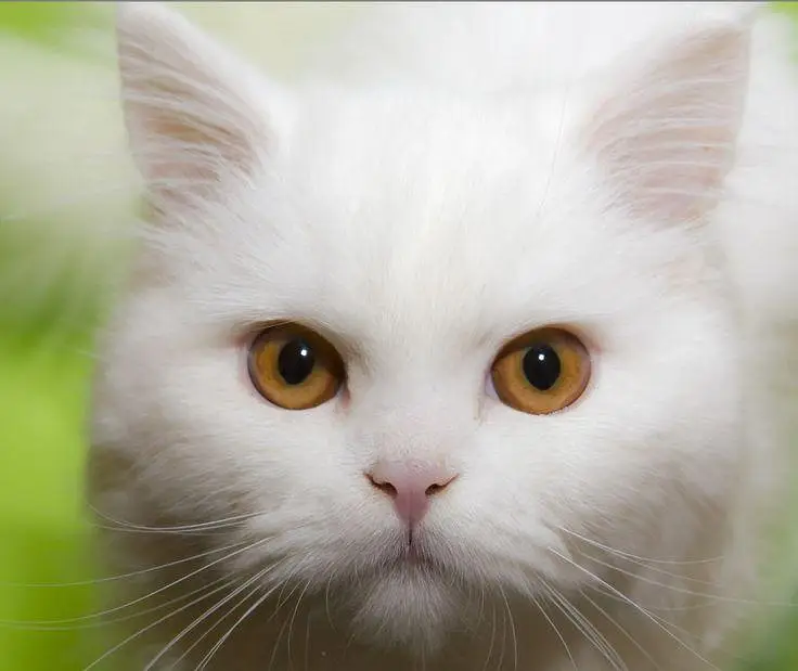 tripple coated Persian female cat — photo 2