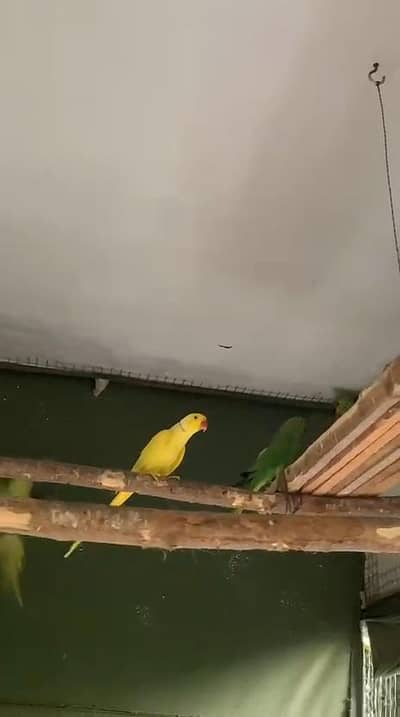 Yellow Ringneck Breeder Male