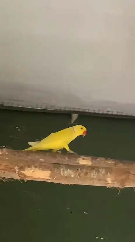 Yellow Ringneck Breeder Male — photo 5