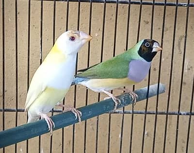 Lady Goldian inoI rad  eyes blue splits bro no satin female