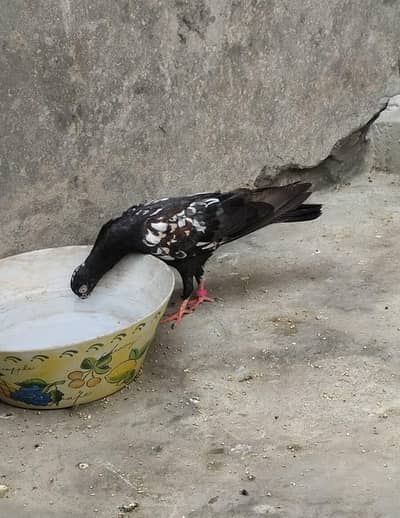 rampuri pigeons